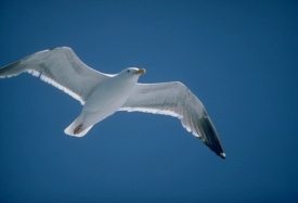 Original Photo