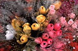 Enhanced Photo