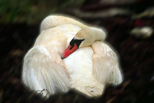Enhanced Photo Blur/Motion Blur Filters
